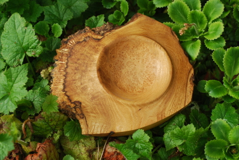 Image of robinia bowl